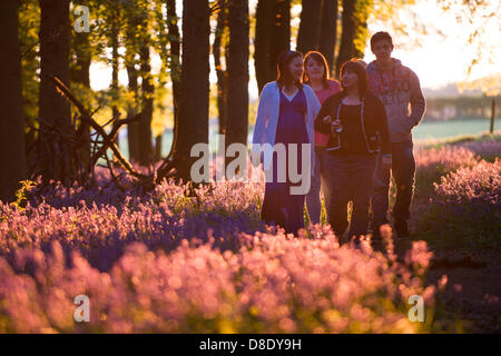 ASHRIDGE ESTATE, au Royaume-Uni. 26 mai 2013. Un coucher du soleil doré s'allume les bluebell Woods. Un groupe d'adolescents à pied parmi les jacinthes. Credit : Polly Thomas/Alamy Live News Banque D'Images