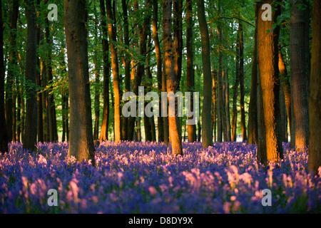 ASHRIDGE ESTATE, au Royaume-Uni. 26 mai 2013. Un coucher du soleil doré s'allume les bluebell Woods. Credit : Polly Thomas/Alamy Live News Banque D'Images