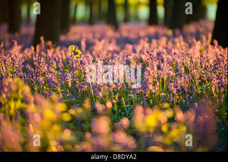 ASHRIDGE ESTATE, au Royaume-Uni. 26 mai 2013. Un coucher du soleil doré s'allume les bluebell Woods. Credit : Polly Thomas/Alamy Live News Banque D'Images