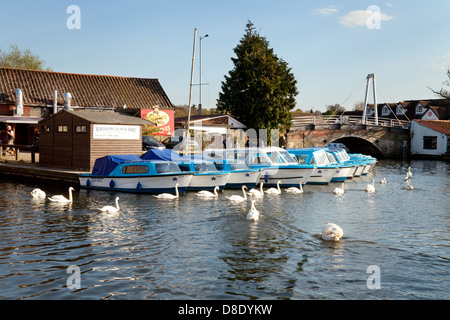 Les cygnes et louer des bateaux amarrés sur la rivière Bure, Wroxham, Norfolk Broads, Norfolk, East Anglia, Royaume-Uni Banque D'Images