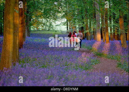 ASHRIDGE ESTATE, au Royaume-Uni. 26 mai 2013. Un coucher du soleil doré s'allume les bluebell Woods. Un groupe d'adolescents à pied parmi les jacinthes. Credit : Polly Thomas/Alamy Live News Banque D'Images