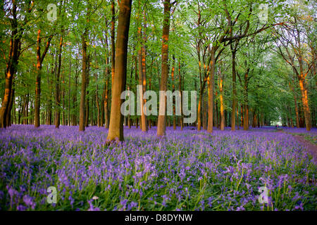 ASHRIDGE ESTATE, au Royaume-Uni. 26 mai 2013. Un coucher du soleil doré s'allume les bluebell Woods. Credit : Polly Thomas/Alamy Live News Banque D'Images