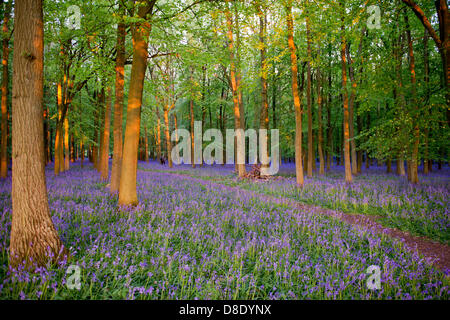 ASHRIDGE ESTATE, au Royaume-Uni. 26 mai 2013. Un coucher du soleil doré s'allume les bluebell Woods. Credit : Polly Thomas/Alamy Live News Banque D'Images