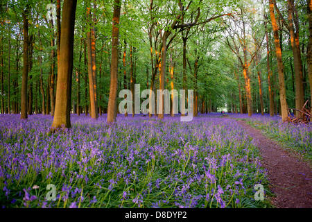 ASHRIDGE ESTATE, au Royaume-Uni. 26 mai 2013. Un coucher du soleil doré s'allume les bluebell Woods. Credit : Polly Thomas/Alamy Live News Banque D'Images