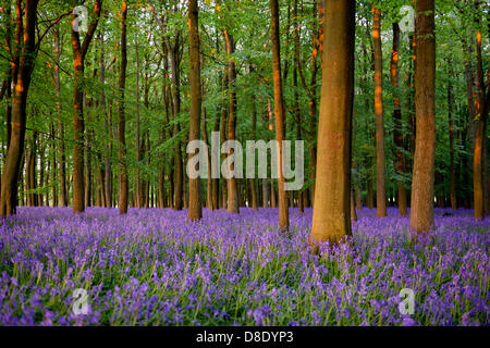 ASHRIDGE ESTATE, au Royaume-Uni. 26 mai 2013. Un coucher du soleil doré s'allume les bluebell Woods. Credit : Polly Thomas/Alamy Live News Banque D'Images