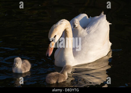 Londres, Royaume-Uni. 26 mai 2013. Ce jour deux vieux cygnet trouve la vie plus facile l'attelage d'une ride avec sa maman. Ils vivent dans le bassin de Shadwell, Wapping, partie de l'ancien London Docks. Credit : Mark Baynes/Alamy Live News Banque D'Images