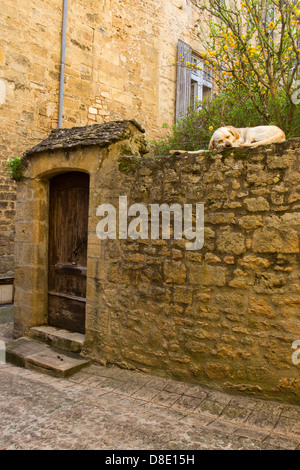 Labrador Retriever dog dormir sur le dessus de l'ancien mur de grès le long de rues étroites et pavées, Sarlat, Dordogne France Banque D'Images