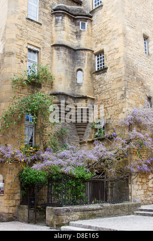 De plus en plus magnifique glycine sur l'édifice de grès médiévale dans la charmante ville de Sarlat, Dordogne France Banque D'Images