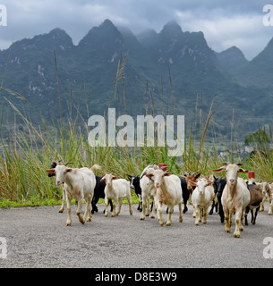 Troupeau de chèvres dans les montagnes, à l'été,paysage dans Yangshuo Guilin, Chine Banque D'Images