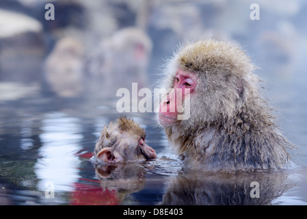 Les singes macaques japonais (neige), à Nagano, au Japon. Banque D'Images