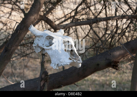 Le squelette de la tête de bétail au Refuge d'oiseaux de Keoladeo Rajasthan . Banque D'Images