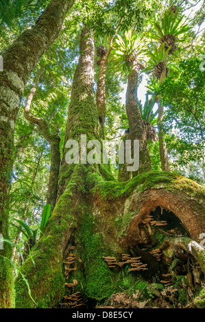 Ancienne forêt pluviale arborescence dans le NSW Border Ranges Banque D'Images