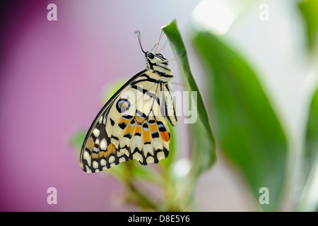 Commune de papillon papillon Papilio demoleus (Lime) sur une feuille Banque D'Images