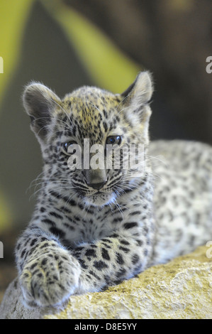 Persian leopard cub (Panthera pardus ciscaucasica), Zoo Augsburg, Bavière, Allemagne Banque D'Images