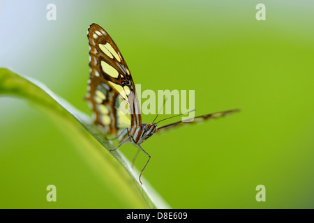 Siproeta stelenes Malachite (papillon) sur une feuille Banque D'Images