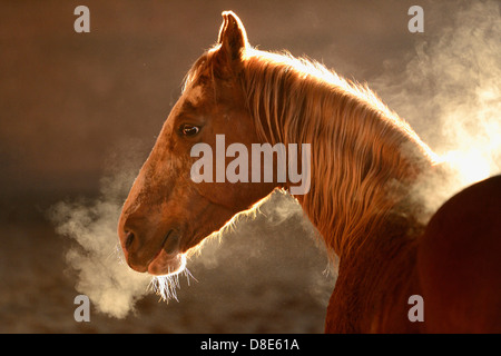 La sudation Paint horse dans un manège Banque D'Images