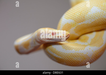 Python birman (Python molurus bivittatus), Albino Banque D'Images