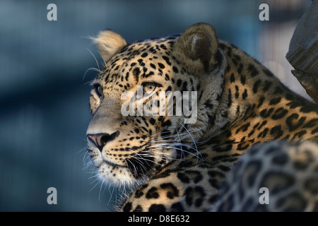 Persian leopard (Panthera pardus ciscaucasica), Zoo Augsburg, Bavière, Allemagne Banque D'Images