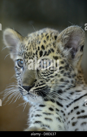 Persian leopard cub (Panthera pardus ciscaucasica), Zoo Augsburg, Bavière, Allemagne Banque D'Images