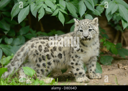 Snow Leopard cub (Uncia uncia) Banque D'Images