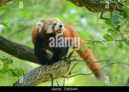 Le panda rouge (Ailurus fulgens) sur une branche Banque D'Images
