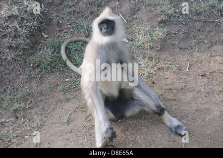 Langurs Hanuman ou langurs gris Banque D'Images