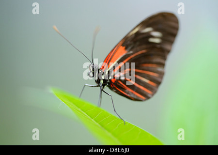 (Laparus Longwing papillon Doris Doris) sur une feuille Banque D'Images