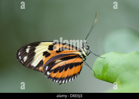 Tigre papillon Heliconian (Heliconius ismenius) sur une feuille Banque D'Images