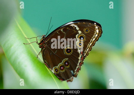 Papillon Morpho Morpho peleides (commune) sur une feuille Banque D'Images