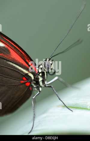 (Laparus Longwing papillon Doris Doris) sur une feuille, macro shot Banque D'Images