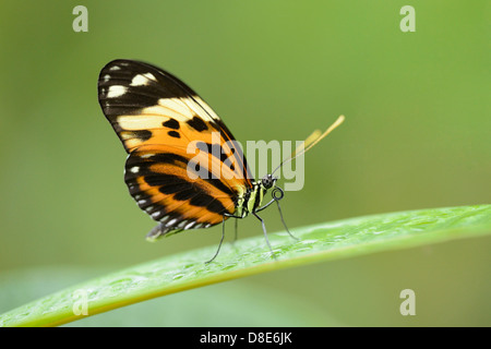 Tigre papillon Heliconian (Heliconius ismenius) sur une feuille Banque D'Images