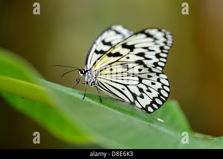 Grand arbre papillon nymphe (idée leuconoe) sur une feuille Banque D'Images
