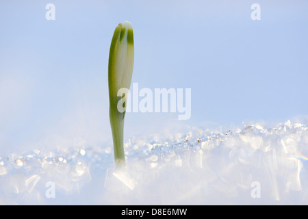 Blossom d'un flocon de neige de printemps (Leucojum vernum) dans la neige Banque D'Images