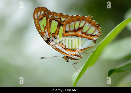 Clipper papillon (Parthenos sylvia) sur une feuille Banque D'Images