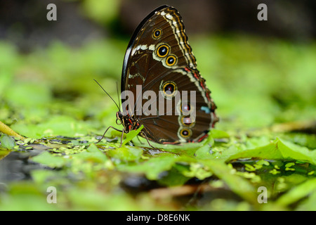 Papillon Morpho Morpho peleides (commune) sur une feuille Banque D'Images