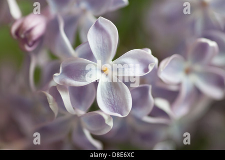 Lilas en fleurs, Suède, en mai. Lilas en macro Banque D'Images