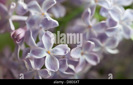 Lilas en fleurs, Suède, en mai. Lilas en macro Banque D'Images