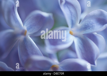 Lilas en fleurs, Suède, en mai. Lilas en plein cadre macro abstrait. Banque D'Images