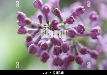 Lilas en fleurs, Suède, en mai. Lilas en macro Banque D'Images