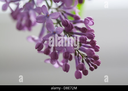 Lilas en fleurs, Suède, en mai. Lilas en macro Banque D'Images