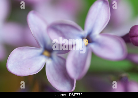 Lilas en fleurs, Suède, en mai. Deux lilas en macro Banque D'Images