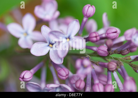 Lilas en fleurs, Suède, en mai. Les bourgeons sur les lilas et vert. Banque D'Images