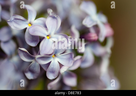 Lilas en fleurs, Suède, en mai. Lilas de près et brouillé les bourgeons. Banque D'Images