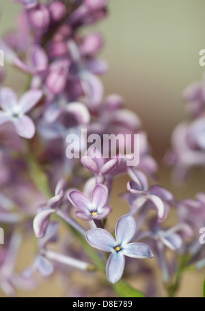 Lilas en fleurs, Suède, en mai. Développement du bouton à la lilas fleurissent. Banque D'Images