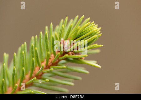 À partir d'une branche d'épinette de Norvège (Picea abies), close-up Banque D'Images