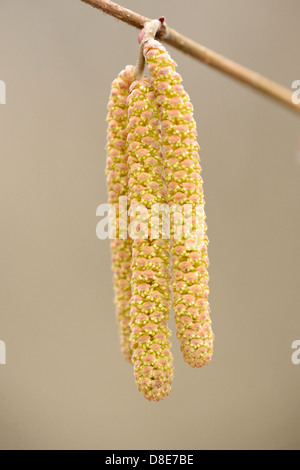 Chatons d'une politique commune (Corylus avellana), close-up Banque D'Images