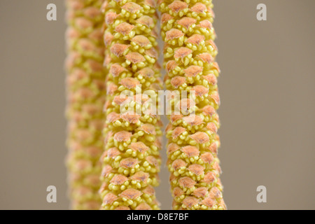 Chatons d'une politique commune (Corylus avellana), close-up Banque D'Images