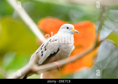 La masse coassant colombe (Columbina cruziana) sitting on branch Banque D'Images