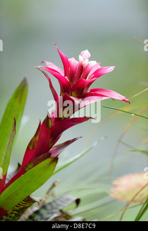 Épée flamboyante (Vriesea splendens), close-up Banque D'Images