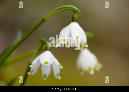 Printemps (Leucojum vernum) Flocons, close-up Banque D'Images